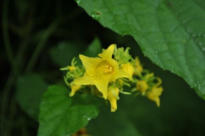 Cây dược liệu cây Xích bào lá tim, Xích bào bao lớn, Khổ áo lá tim, Dưa trời - Thladiantha cordifolia (Blume) Cogn. (Luffa cordifolia Blume, T. calcarata Blume)