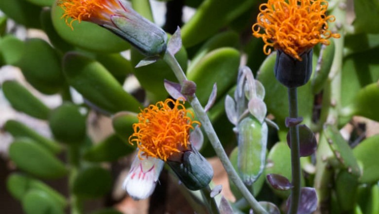 Cây dược liệu cây Xuyên liên - Senecio petraeus Muschler