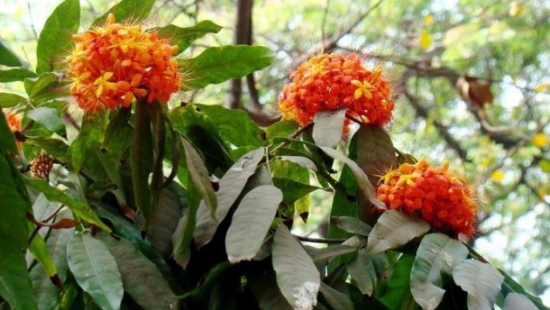 Cây dược liệu cây Vàng anh lá nhỏ - Saraca indica L