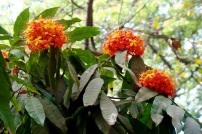Cây dược liệu cây Vàng anh lá nhỏ - Saraca indica L