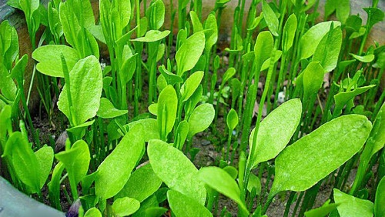 Cây dược liệu cây Xà thiệt có cuống, Cỏ lưỡi rắn - Ophioglossum petiolatum Hook