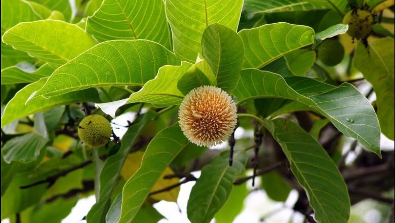 55 cây Thuốc Nam có tác dụng chống bệnh Ung Thư theo: Tác giả GS. TS. Nguyễn Lân Dũng