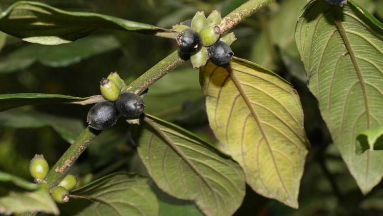 Cây dược liệu cây Xú hương núi Ðinh - Lasianthus dinhensis Pierre ex Pit