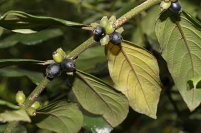 Cây dược liệu cây Xú hương núi Ðinh - Lasianthus dinhensis Pierre ex Pit
