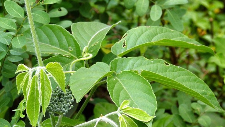 Cây dược liệu cây Vác chân - Cayratia pedata (Wall.) Juss. (Vitis pedata Vahl ex Wall.)