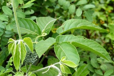 Cây dược liệu cây Vác chân - Cayratia pedata (Wall.) Juss. (Vitis pedata Vahl ex Wall.)