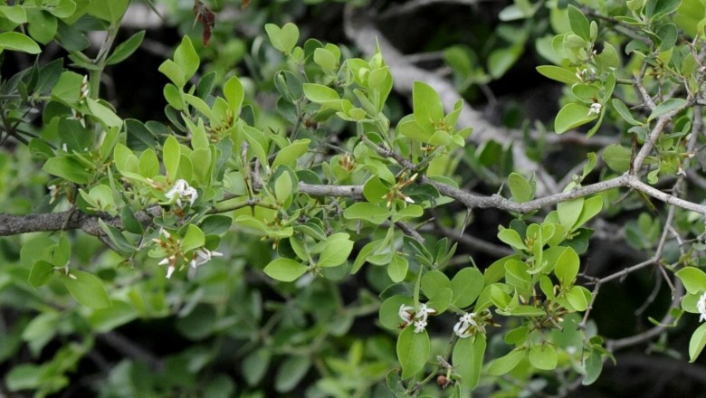 Cây dược liệu cây Xirô Nam - Carissa cochinchinensis Pierre,