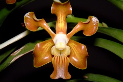 Cây dược liệu cây Vân đa đồng màu, Tùng lan, Huệ đà một màu - Vanda concolor Blume ex Lindl