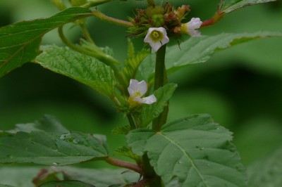 Cây dược liệu cây Vải giấy, Bái giấy, Trứng cua lá bố - Melochia corchorifolia L