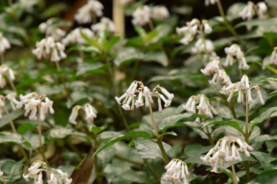 Cây dược liệu cây Xà căn thảo Quảng Châu - Ophiorrhiza cantoniensis Hance