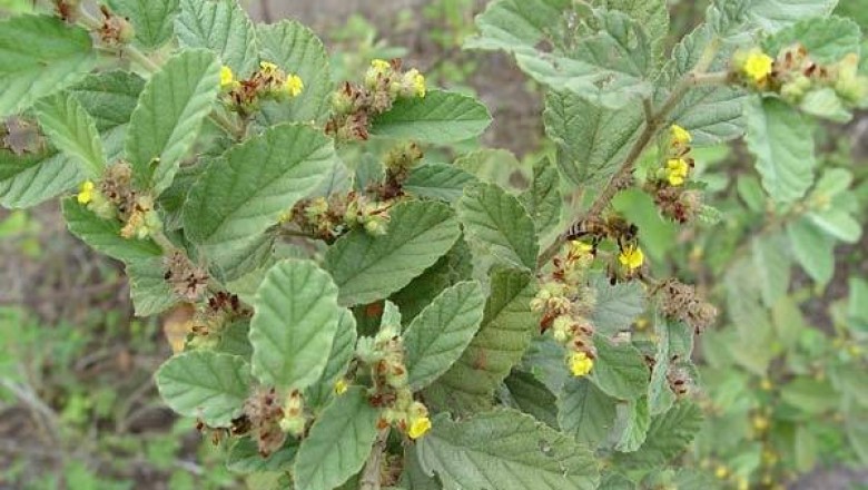 Cây dược liệu cây Xà bà, Hoàn tiên - Waltheria americana L. (W.indica L.)