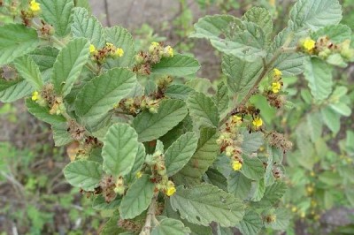 Cây dược liệu cây Xà bà, Hoàn tiên - Waltheria americana L. (W.indica L.)