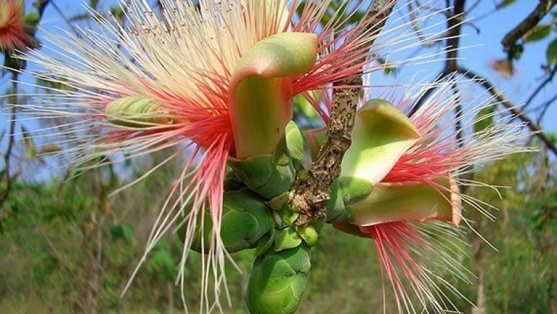 Cây dược liệu cây Vừng quả cầu, Mung, San, Tan vàng - Careya sphaerica Roxb