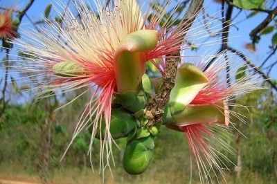 Cây dược liệu cây Vừng quả cầu, Mung, San, Tan vàng - Careya sphaerica Roxb