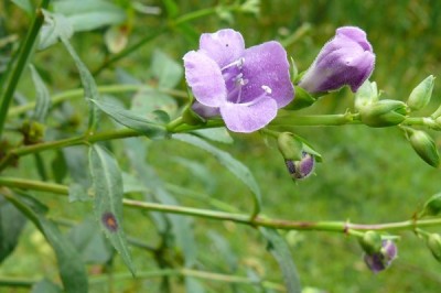 Cây dược liệu cây Vừng đất - Artanema longifolia (L.) Benth. (A. sesamoides Benth.)