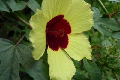 Cây dược liệu cây Xương chua, Bụp xước - Hibiscus surattensis L