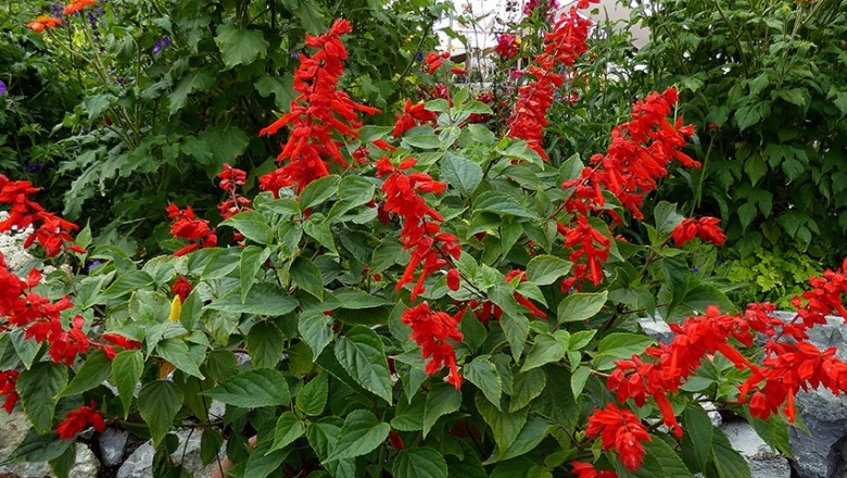 Cây dược liệu cây Xô đỏ, Hoa diễn, Xác pháo núi - Salvia splendens Ker - Gawl