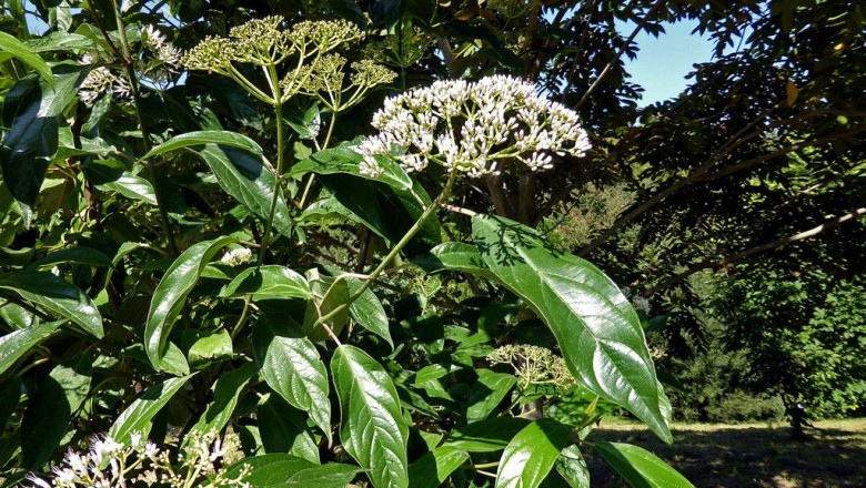 Cây dược liệu cây Vót hình trụ - Viburnum cylindricum Buch. - Ham. ex D. Don