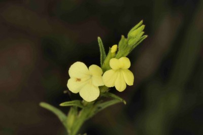 Cây dược liệu cây Voòng phá - Striga lutea Lour. (Buchnera asiatica L., Striga asiatica (L.) Kuntze)