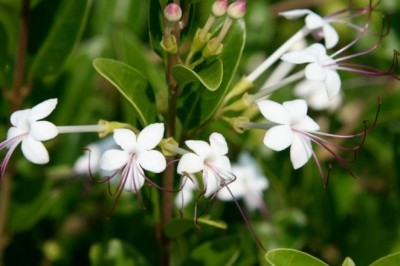 Cây dược liệu cây Vạng hôi, Chùm gọng, Ngọc nữ biển - Clerodendrum inerme