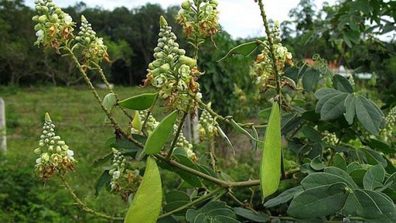 Cây dược liệu cây Vang gai, vang rừng, Móc ó - Caesalpinia godefroyana Kuntze (C.thorelii Gagnep.)