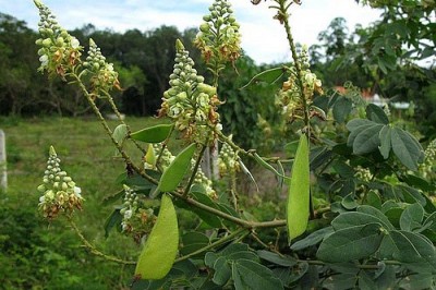 Cây dược liệu cây Vang gai, vang rừng, Móc ó - Caesalpinia godefroyana Kuntze (C.thorelii Gagnep.)
