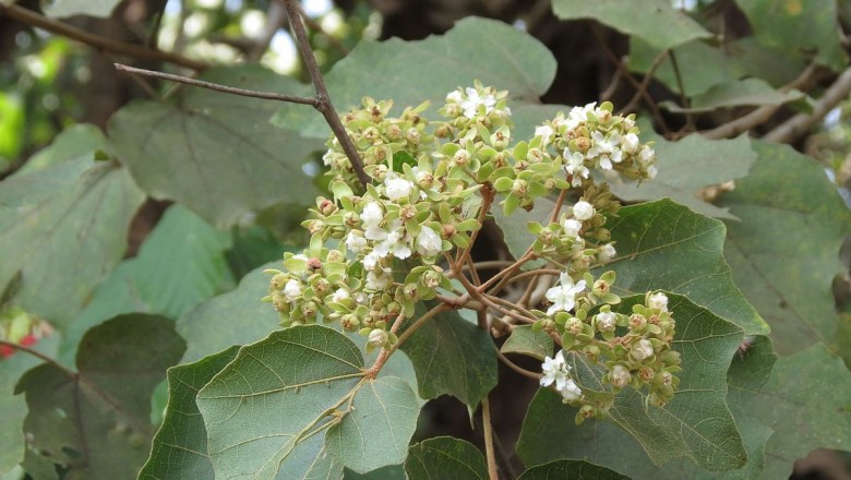 Cây dược liệu cây Vông quả cánh, Bò ké - Kydia calycina Roxb