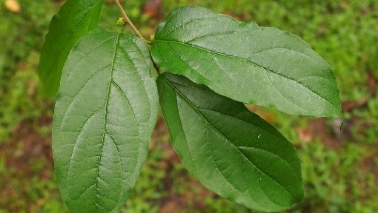 Cây dược liệu cây Vàng lồ bụi, Thóc ma - Maclura fruticosa (Kurz) Corner (Cudrania fruticosa Wight ex Kurz)