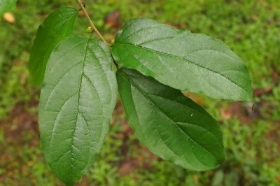 Cây dược liệu cây Vàng lồ bụi, Thóc ma - Maclura fruticosa (Kurz) Corner (Cudrania fruticosa Wight ex Kurz)