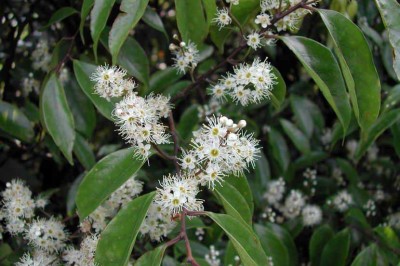 Cây dược liệu cây Vàng nương đốm nâu - Prunus phaeosticta (Hance) Maxim