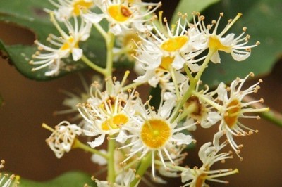 Cây dược liệu cây Vàng nương Wallich - Prunus wallichii Steud