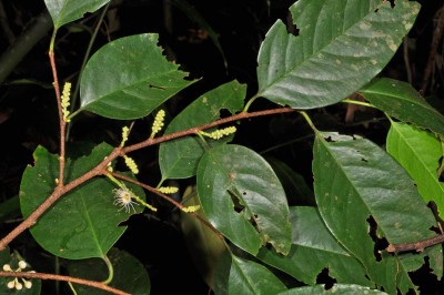 Cây dược liệu cây Vàng nương Java - Pruns javanica (Teijsm. et Binn.), Miq