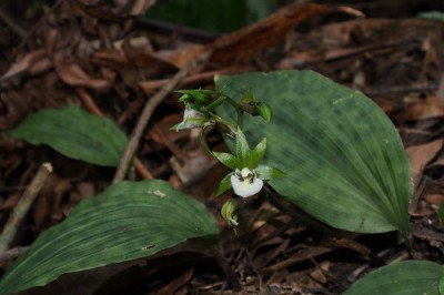 Cây dược liệu cây Vẫn lan, Lan cô lý, Liên thiệt Trung Quốc - Collabium chinense (Rolfe) Tang et Chen