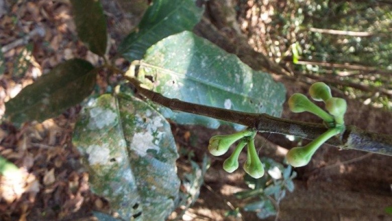 Cây dược liệu cây Vàng nhựa - Garcinia villersiana Pierre