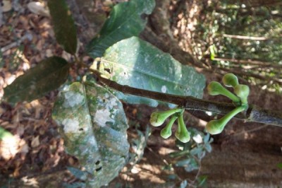 Cây dược liệu cây Vàng nhựa - Garcinia villersiana Pierre