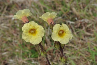 Cây dược liệu cây Vừng cỏ, Tâm hùng - Centranthera cochinchinensis (Lour.) Merr