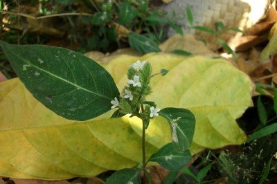 Cây dược liệu cây Vẩy cong, Lân chùy - Lepidagathis incurva Buch. - Ham. ex D. Don