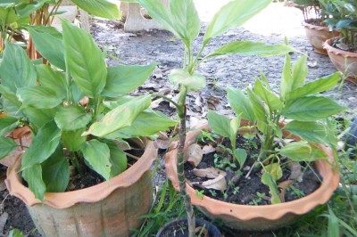 Cây dược liệu cây Vạn niên thanh chân mảnh, Minh ty chân mảnh - Aglaonema tenuipes Engl. (A. pierreanum Engl.)