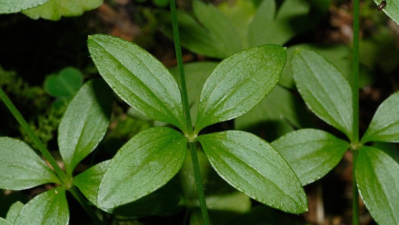 Cây dược liệu cây Vấn vương lá tròn - Galium rotundifolium L