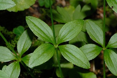 Cây dược liệu cây Vấn vương lá tròn - Galium rotundifolium L