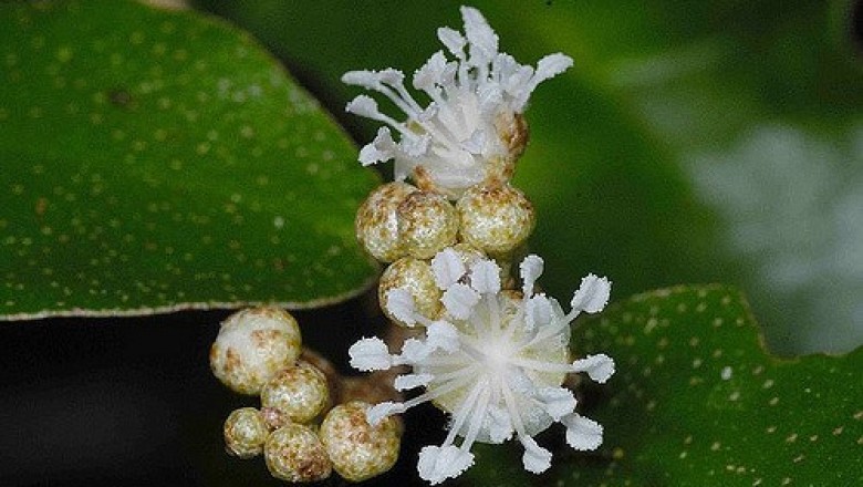 Cây dược liệu cây Cù đèn lá bạc, Cù đèn Cuming, Khai đen - Croton cascarilloides Raeusch. (C. cumingii Muell - Arg.)