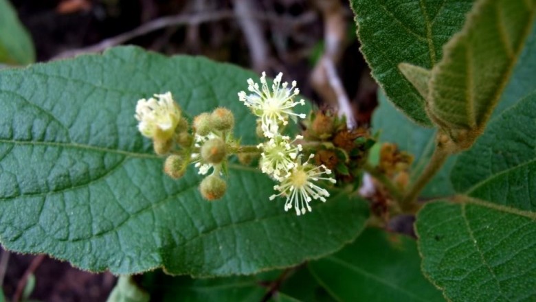 Cây dược liệu cây Cù đèn lông, Ba vỏ - Croton crassifolius Geiseler