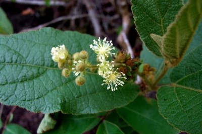 Cây dược liệu cây Cù đèn lông, Ba vỏ - Croton crassifolius Geiseler