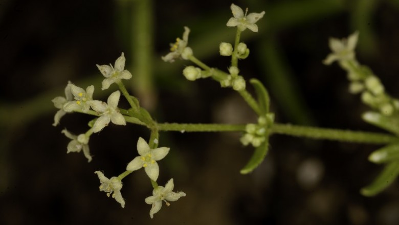 Cây dược liệu cây Vấn vương Ðà Lạt, Căn- Galium sp