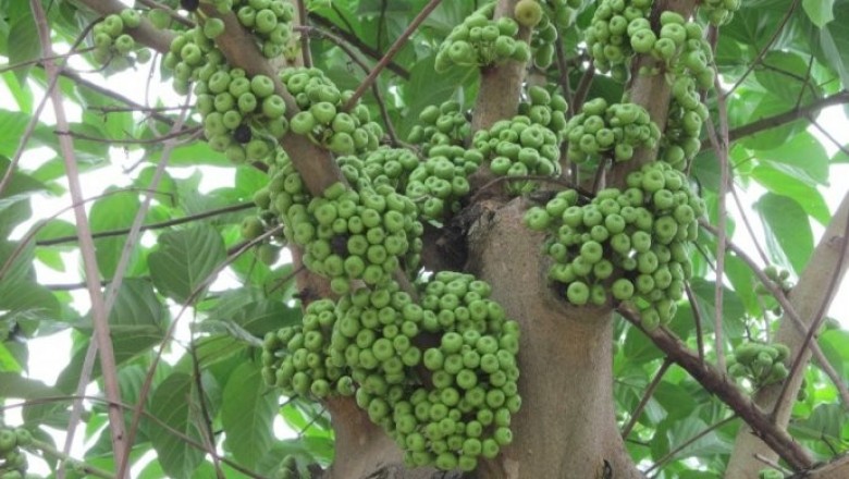 Cây dược liệu cây Vả rừng, Ngõa rừng, Sung trổ - Ficus variegata Blume