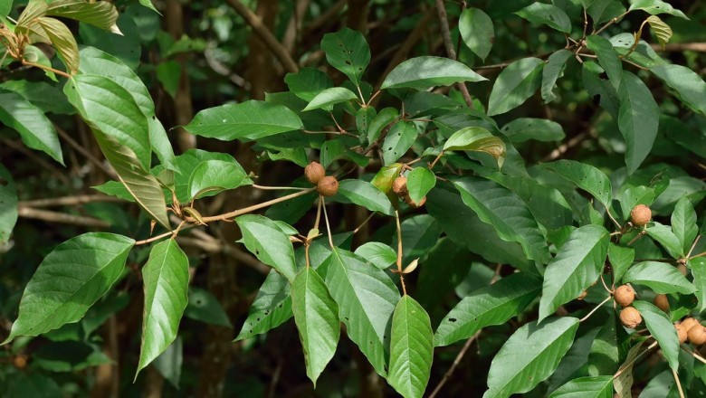 Cây dược liệu cây Cù đèn hộ sản - Croton maieuticus Gagnep