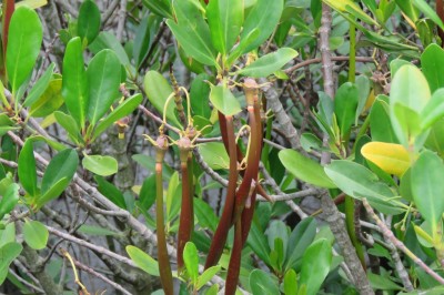 Cây dược liệu cây Vẹt dia, Vẹt thang, Trang - Kandelia candel (L.) Druce (K. rheedii Wight et Arn.)