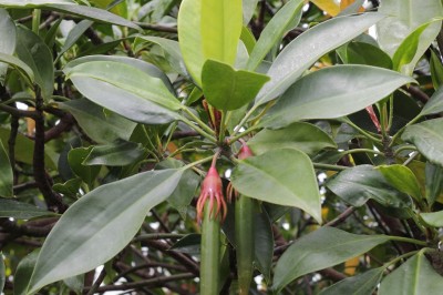 Cây dược liệu cây Vẹt, Vẹt dù, Vẹt rễ lồi - Bruguiera gymnorrhiza (L.) Savigny