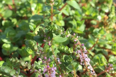 Cây dược liệu cây Vẩy ốc lá tròn - Rotala rotundifolia (Buch. - Ham. ex Roxb.) Koehne