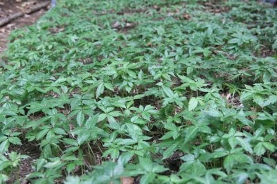 Cây dược liệu cây Sâm Việt Nam, Sâm Ngọc lĩnh, Sâm khu 5 - Panax vietnamensis Ha et Grushv